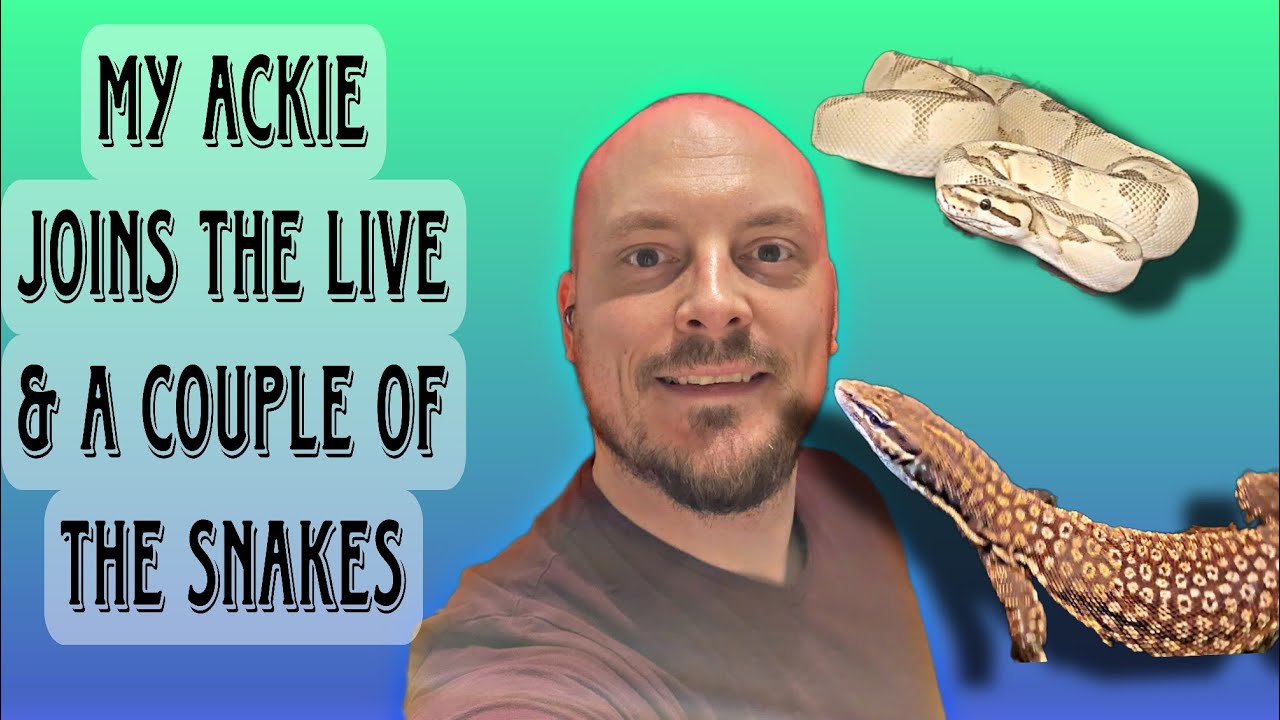 Spontaneous live! Join and let's talk about reptiles and other animals 😊