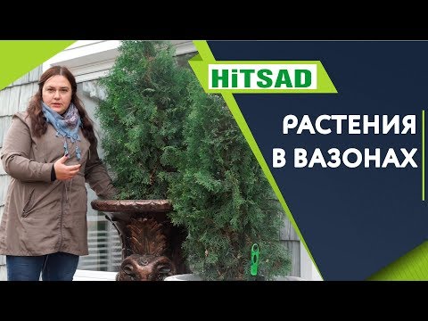 Как Зимуют Растения в Вазонах ✔️ Простой Способ сохранить растения Зимой