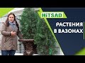 Как Зимуют Растения в Вазонах ✔️ Простой Способ сохранить растения Зимой