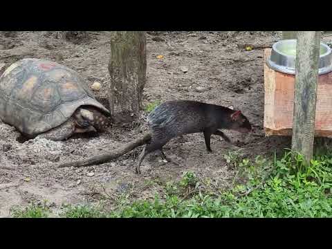 Black agouti and South American yellow-footed tortoises