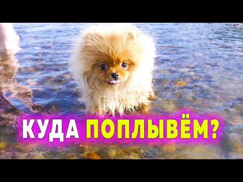 Бейне: Будгиді қалай үйрету керек (суреттермен)