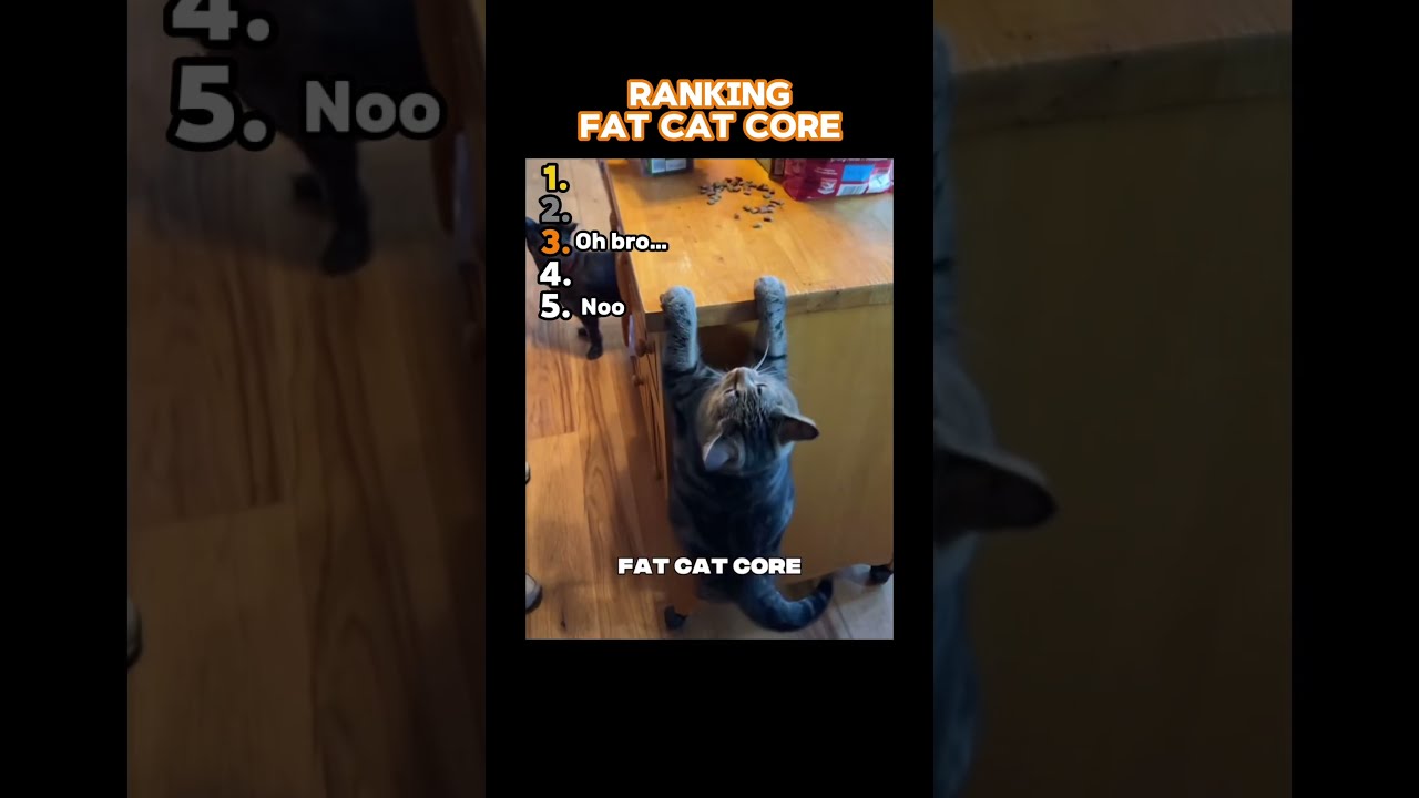Ranking The Fat Cat Core Shorts Funnyvideo