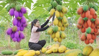 Papaya Harvest Memories:  Two Sisters Bring Fresh Fruit Goes to the Market sell | Thanh Farm