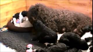 Barbet (French Water Dog) puppies at 3 weeks old by Novaforesta Barbets 1,668 views 9 years ago 2 minutes, 11 seconds