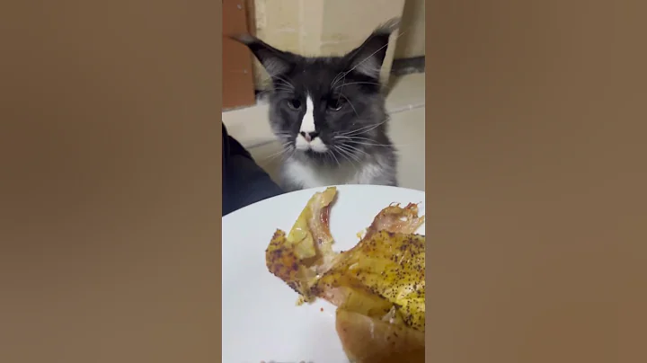 Video 11759521: mainecoon cat cute