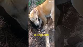 ajudem a crescer 50k? inscreva se no canal. #dog #animals #selvagens #leão #lagarto