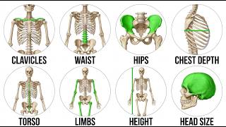 Every Bone Structure Explained (Good vs Bad Genetics)