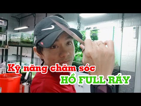 Video: Anubias Duyên Dáng - Thủy Cung đẹp Trai