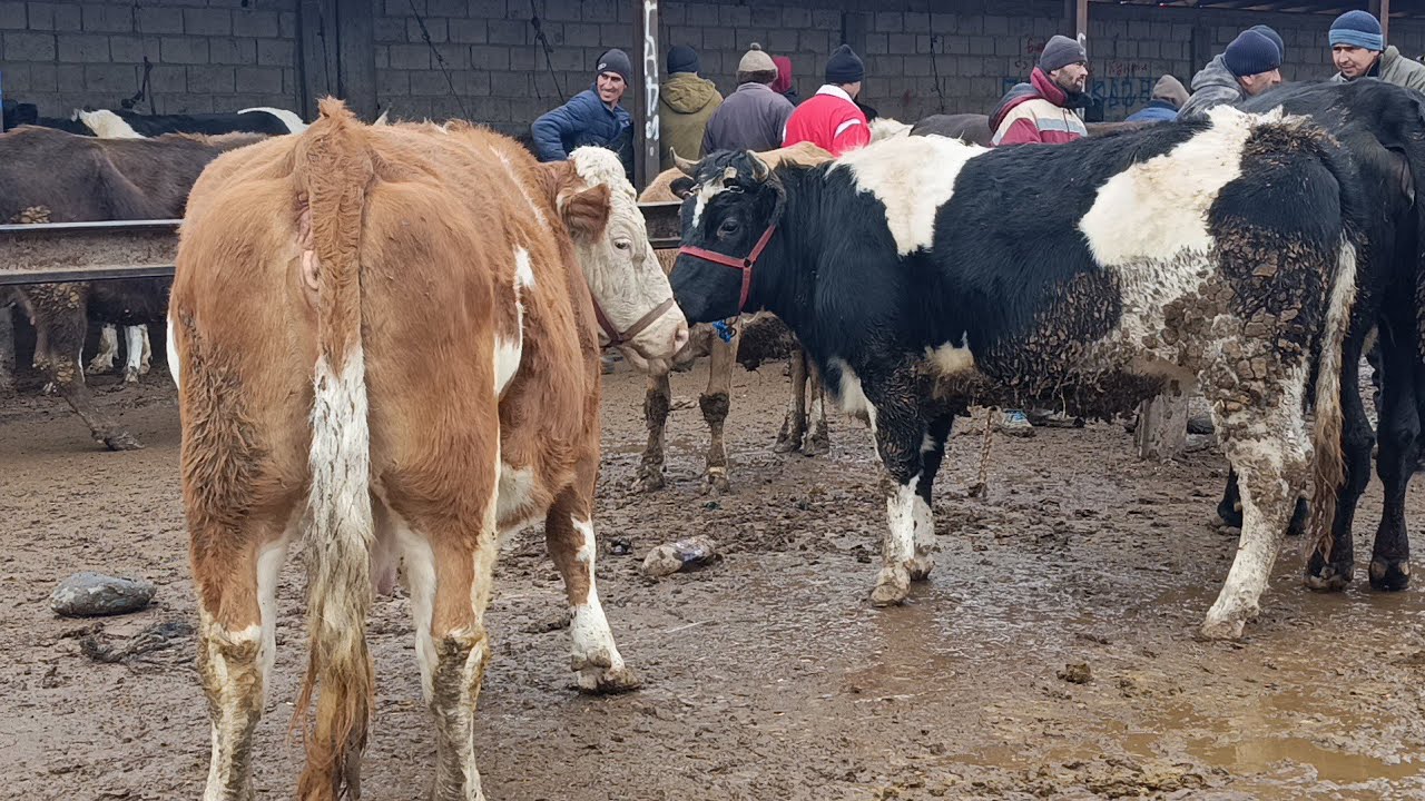 МОЛБОЗОРИ ХОЧИ ШАРИФ  30 января 2026 