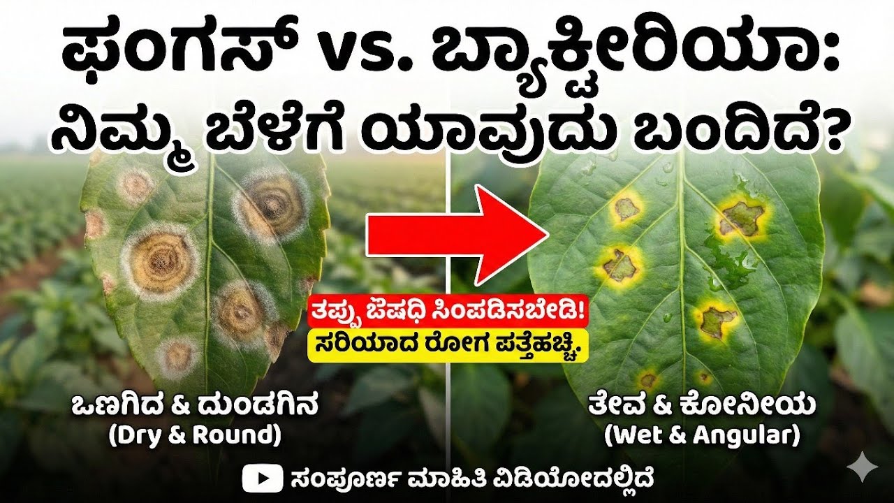 ತಪ್ಪು ಔಷಧಿ ಸಿಂಪಡಿಸಿ ಹಣ ಹಾಳು ಮಾಡ್ಬೇಡಿ! 💸 ಫಂಗಸ್ vs ಬ್ಯಾಕ್ಟೀರಿಯಾ: ಒಂದೇ ನಿಮಿಷದಲ್ಲಿ ಪತ್ತೆ ಹಚ್ಚಿ!