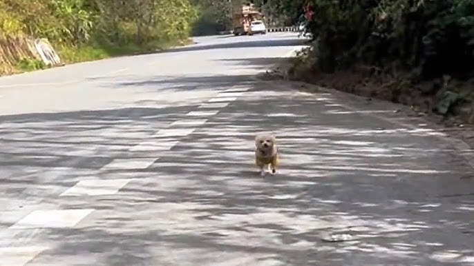 I graduated... and took the campus stray dog with me. - YouTube