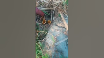 😭😭😢😢সুবহানাল্লাহ #عبدالرحمن_مسعد_تلاوة_جديدة #عبدالرحمن_مسعد #nature #birds #valentinesday #birds