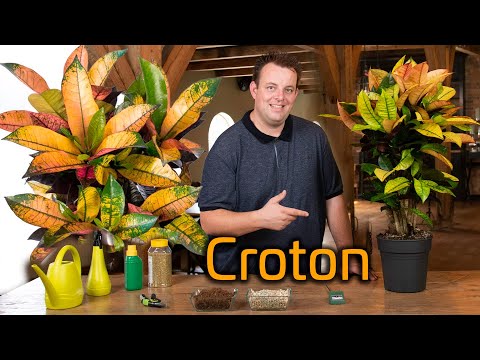 Video: Zijn croton kamerplanten?