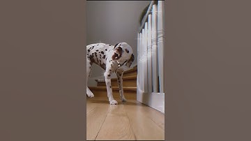 Thumbnail of call me when you want call me when you need #shorts #animal #tiktok