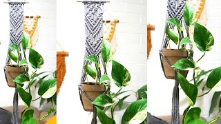 DIY Macrame Plant Hanger | Macrame Plant Hanger Tutorial