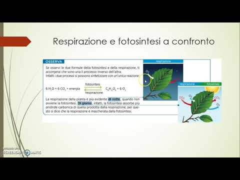 Video: Come viene trasferita l'energia nella fotosintesi e nella respirazione cellulare?