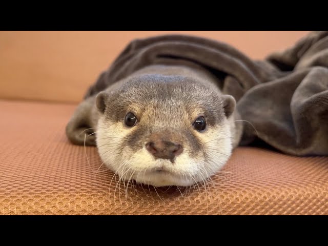 babythree400%　第2世代カワウソ sddefault.jpg