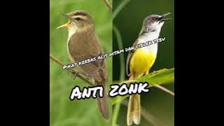 pikat kerbas alis hitam dan ciblek tebu anti zonk,,sudah diuji 100% mantul