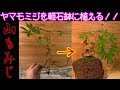 ヤマモミジを軽石鉢に植える^ - ^How to create a Japanese maple BONSAI   紅葉 モミジ