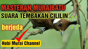 Master CILILIN GACOR Full Tembakan Rapat BERJEDA Mudah dirukan Tidak Bikin STRES