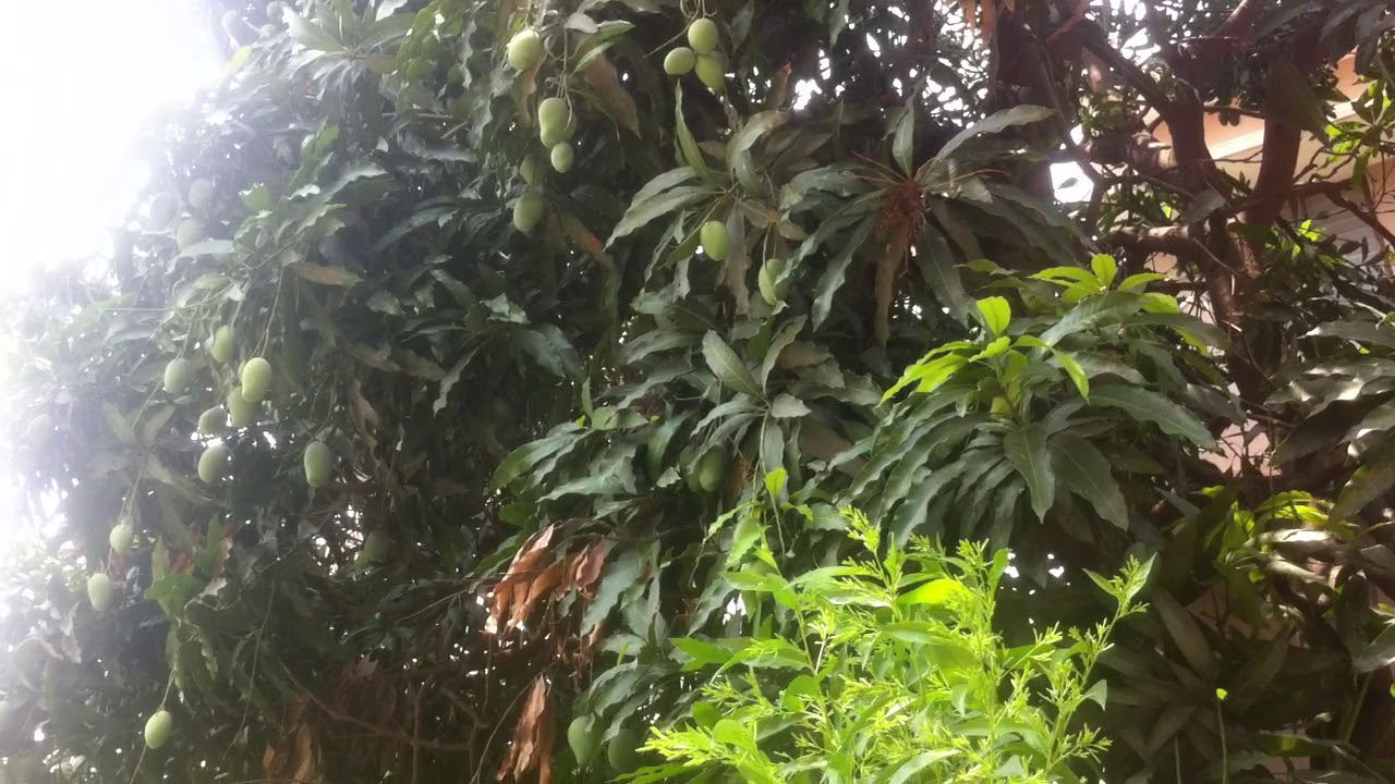 My Mango Tree.