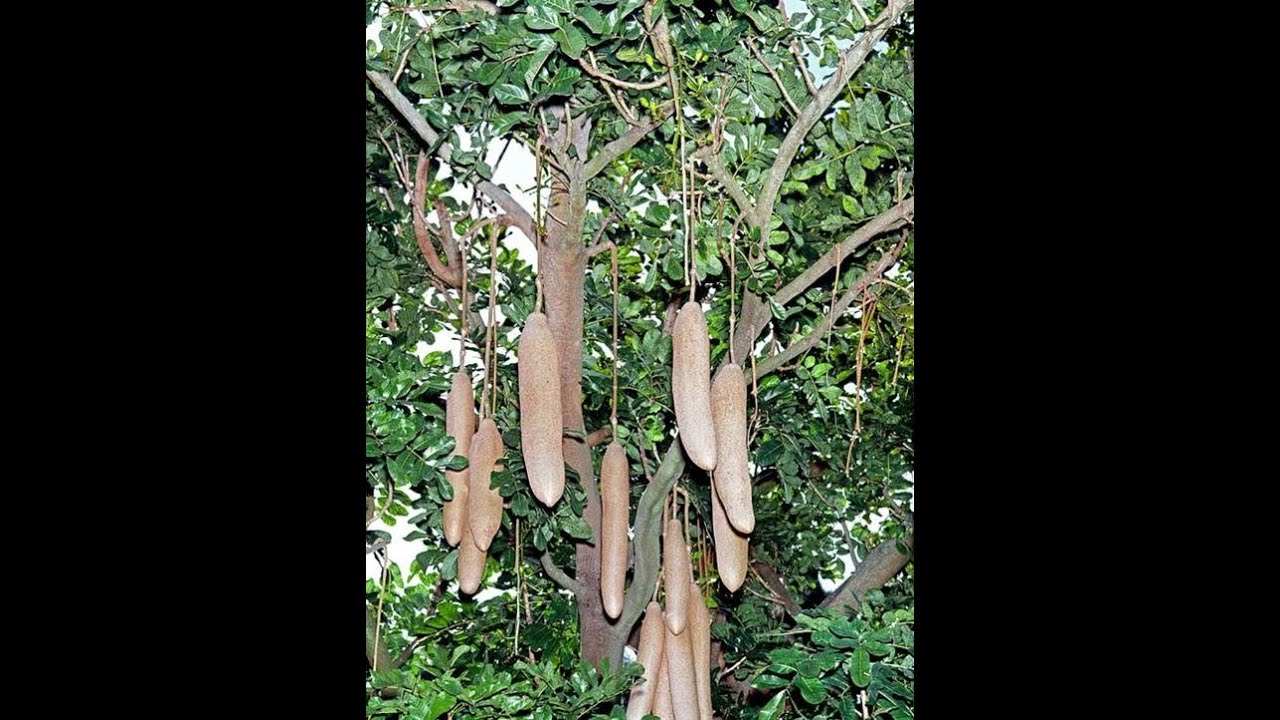 Incredible Health Benefits of Kigelia Africana (Sausage Tree) - YouTube
