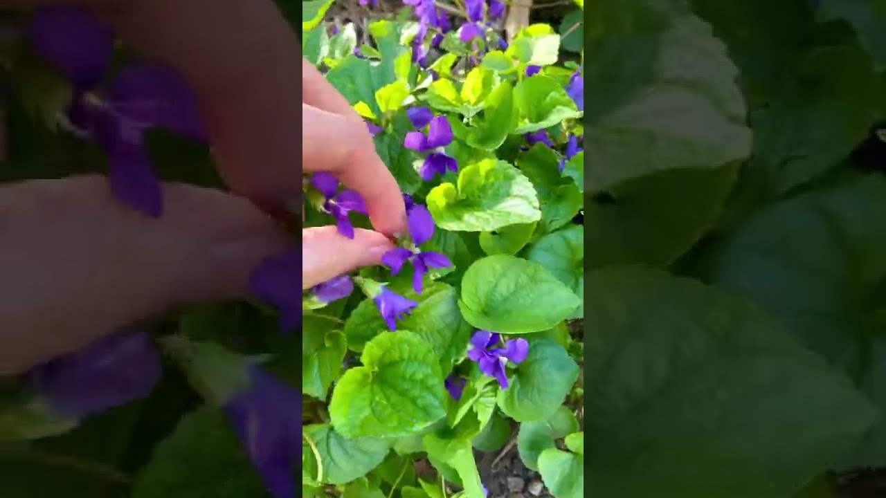 Dried Flower Stickers