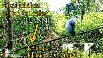 Mikat Burung Kecil Dan Menjebak Pakai Jebakan Simpul Tali Salam - JAYA CHANNEL