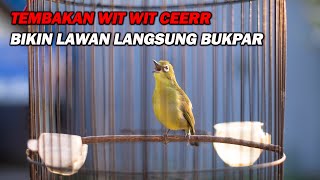 PANCINGAN PLECI NEMBAK WIT WIT CEER KENARI, MERANGSANG LAWAN IKUT GACOR DAN BUKA PARUH