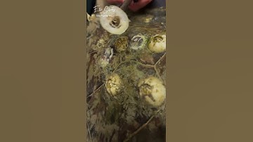 Barnacle Removal: SOUND ON 🔊