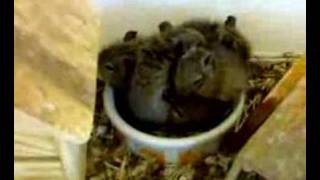 degu family degu family