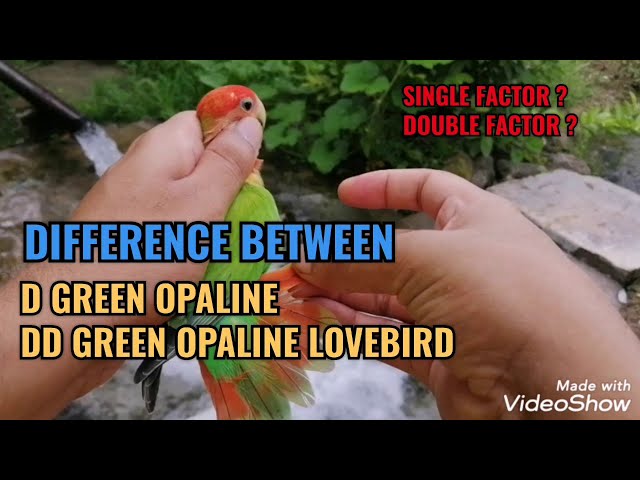 Difference between single factor and double factors opaline African  Lovebirds/ D green or DD green 