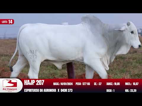 LOTE 14   HAJP 217 HAJP 207