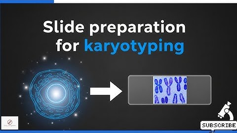 Slide preparation for Karyotyping / A Step-by-Step Guide to Slide Preparation