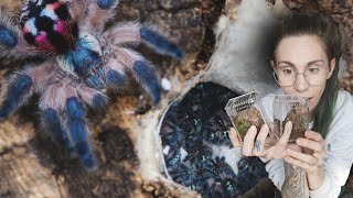 Handling my new T SELADONIA Tarantulas!.. Rehousing & Care info