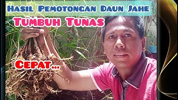 Memperbanyak Rimpang Jahe Merah | Hasil Pemotongan Daun Jahe