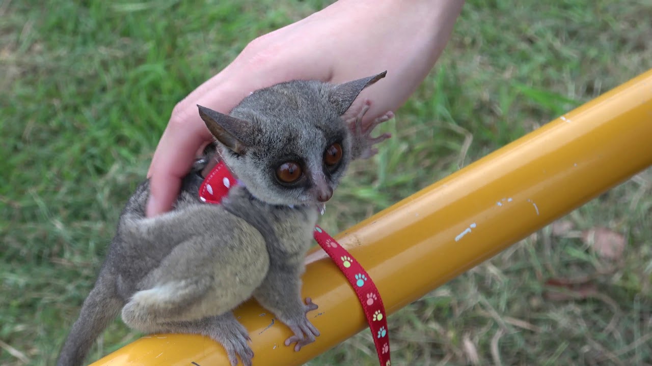 ショウガラゴ 公園を散歩 おやつは安納芋 September 29 19 Youtube