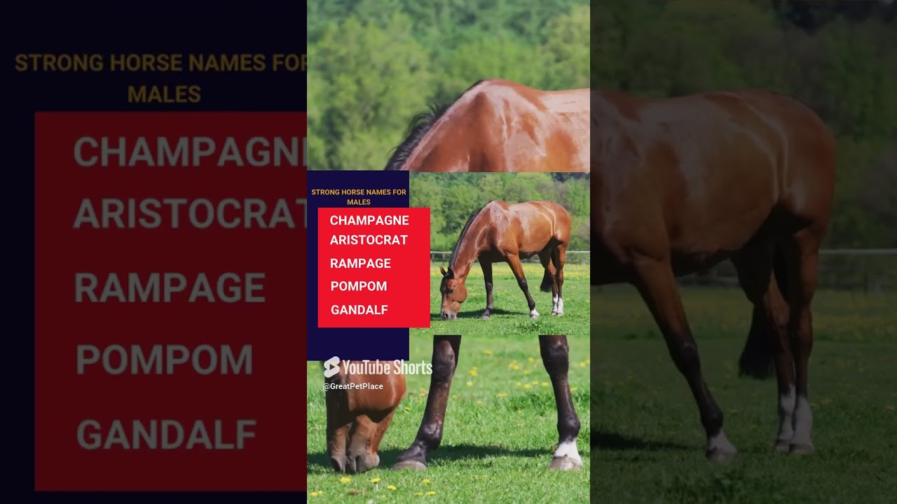 🐎 Top 20 Powerful and Strong Horse Names 🐎 