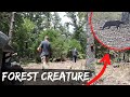 Off-Grid Forest Has A Black Creature, We Caught It On Camera