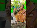 மழை #லில்லி#south #garden #organic #repotting #plants #delhi #shorts #youtubeshorts