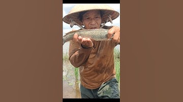 Thăm Lờ Dính Cá Trê Lai Ruộng Mùa Nước Nổi #shorts #bắtcátrêlai