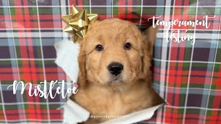 Mistletoe - Remy x Ransom Puppy - 7 Weeks Old - TEMPERAMENT TESTING EVALUATION