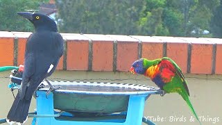 Horny Rainbow Lorikeet Tries to Seduce a Currawong