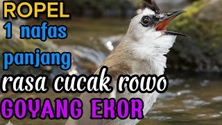 Burung trucukan gacor ropel 1 nafas panjang volume cucak rowo