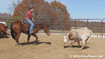 Lookwhatthecatdrugin - working the flag and cows! - ValleyViewRanch.net