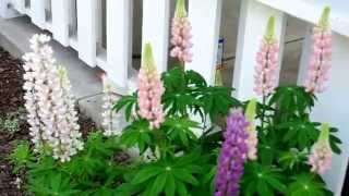 lupines