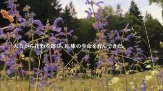 『みつばちの大地』予告編