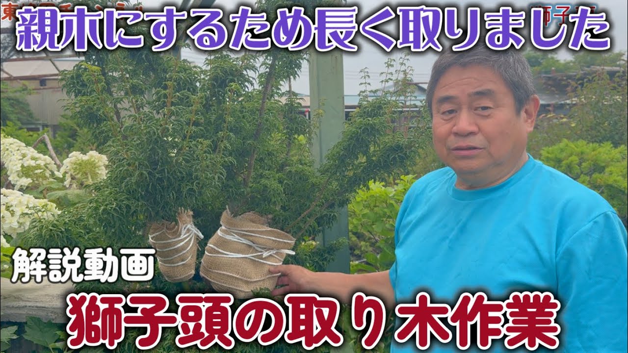 【盆栽】解説動画　獅子頭の取り木作業【親木にするため長く取りました】