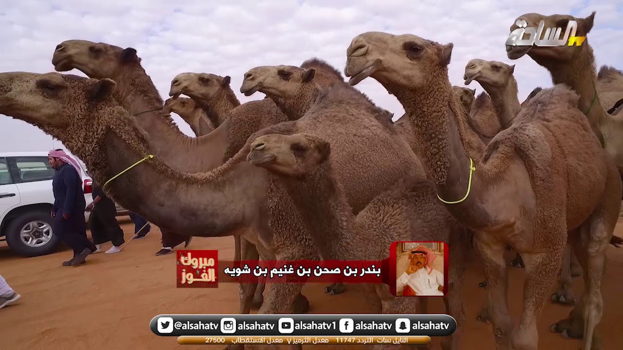 مسيرة / بندر بن صحن بن غنيم بن شوية المركز الاول  في فئة كأس النادي  للون الشعل