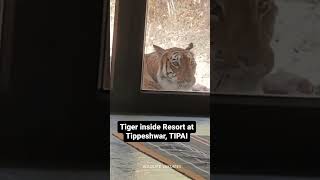 Tiger enters in resorts near Tipeshwar sanctuary